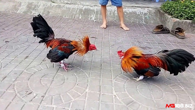 Đá gà tre là gì - Đá gà tre là hình thức cá cược giải trí