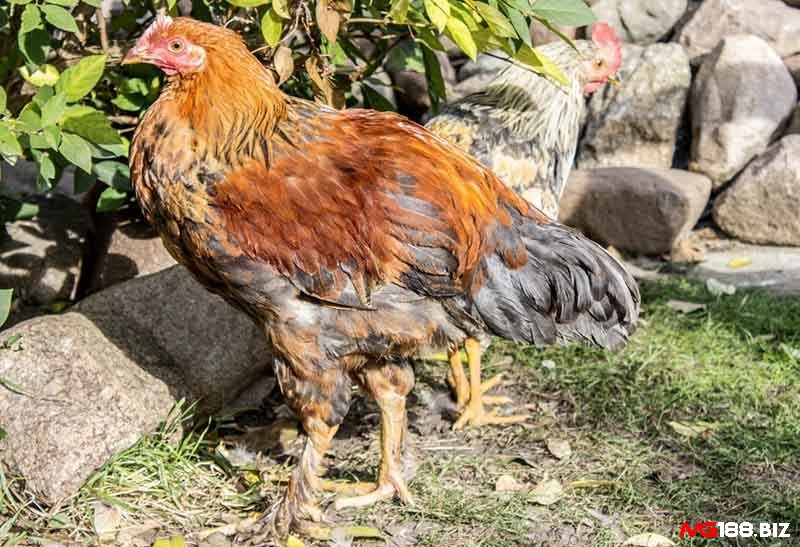 Gà chân lông vảy loạn không thuộc vào một giống gà cụ thể