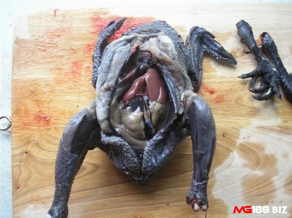 Gà đen mặt quỷ nổi tiếng với thịt đen độc đáo săn chắc thơm ngon
