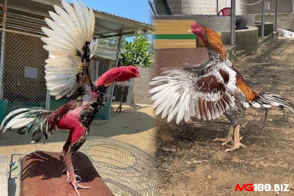 Tìm hiểu chi tiết về tầm quan trọng của giá gà đá bao nhiêu nhé