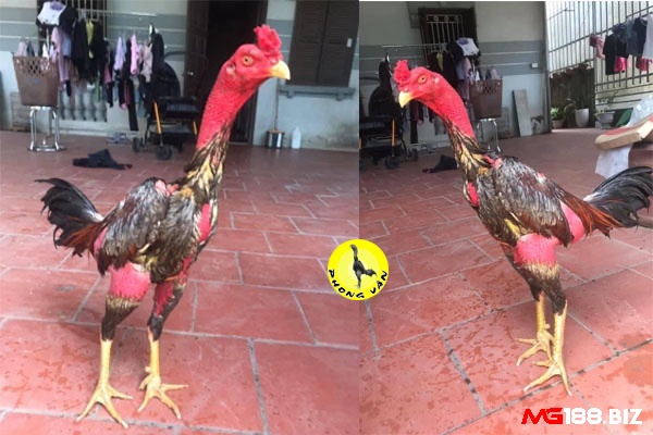 Cùng Mg188 tìm hiểu chi tiết về Giá gà đá bao nhiêu nhé