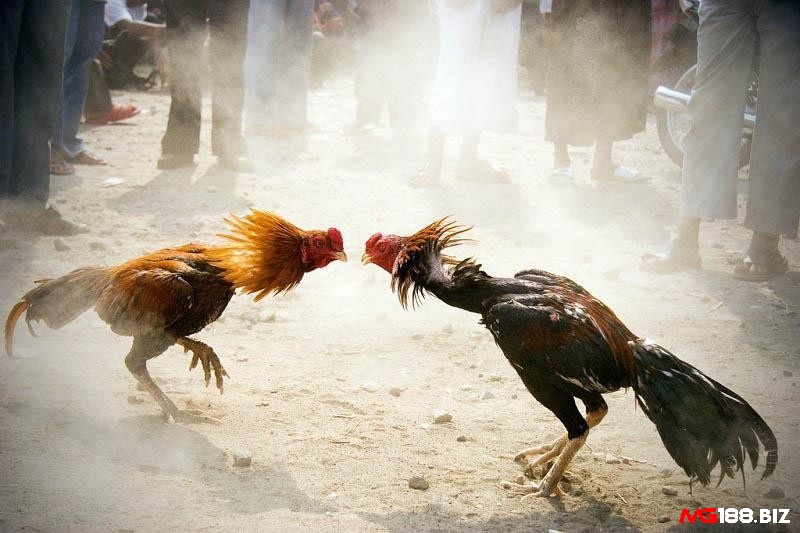 Thời gian thi đấu trong luật chơi đá gà cựa sắt