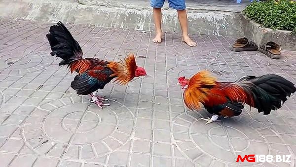 Đá gà cựa sắt là một bộ môn được cải tiến từ trò đá gà xa xưa