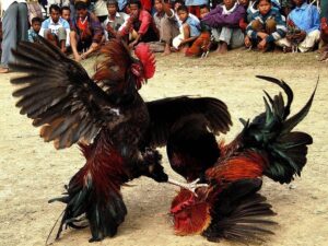 Luật chơi đá gà chi tiết dành cho người mới tham gia