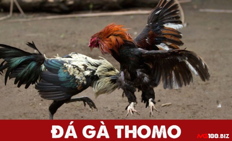Chơi đá gà Thomo có dễ không và chơi như thế nào?