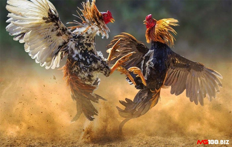Tìm hiểu chi tiết về luật chơi đá gà tre cho người mới bắt đầu nhé