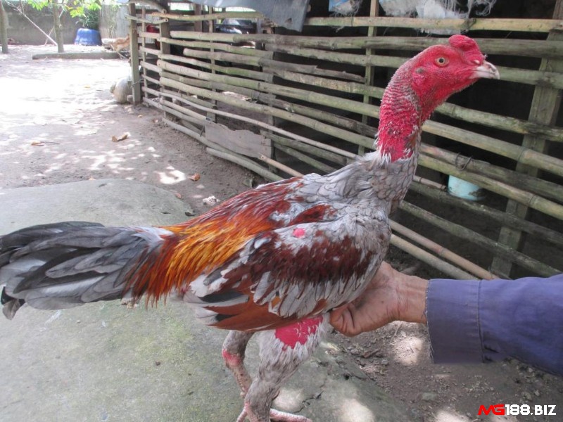Gà chọi xám thần vô cùng nổi tiếng