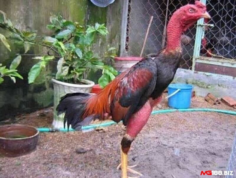 Gà chọi tía kingkong chất lượng