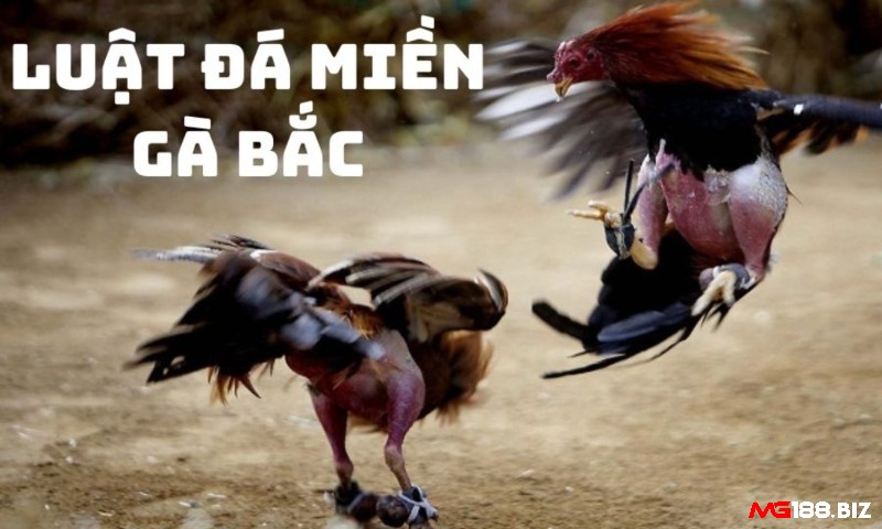 Cách chơi đá gà theo luật đá gà miền Bắc