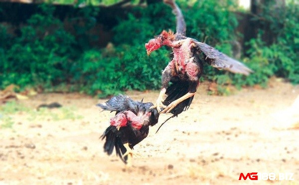 Tìm hiểu chi tiết về các luật đá gà miền Trung ngay bây giờ nhé