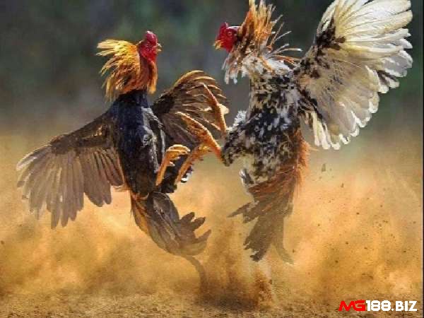 Tìm hiểu chi tiết về mẹo và chiến thuật đá gà miền Trung nhé