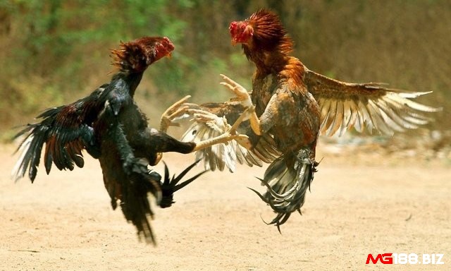 Khám phá chi tiết về những điều cần lưu ý khi chơi đá gà miền Trung