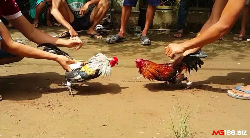 Đá gà là gì - Có thể tham gia cá độ đá gà trực tiếp hoặc trực tuyến