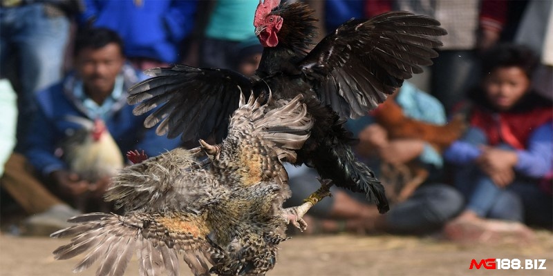 Đá gà là gì - Luật đưa gà đi thi đấu trực tiếp
