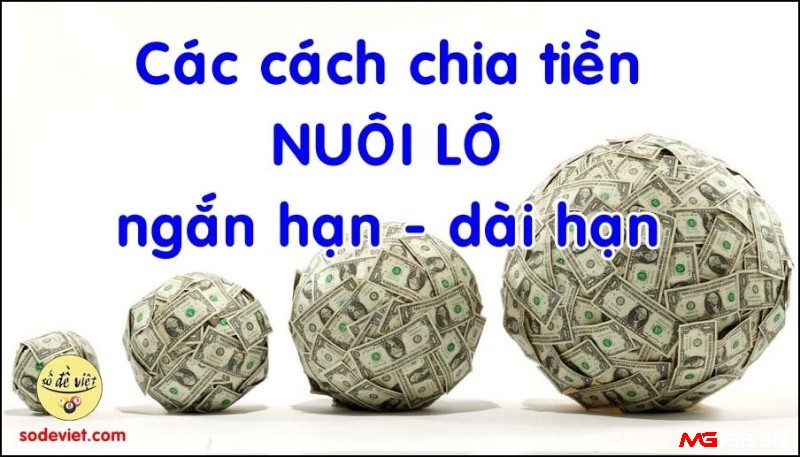 Phương pháp nuôi lô hiệu quả luôn luôn có lãi