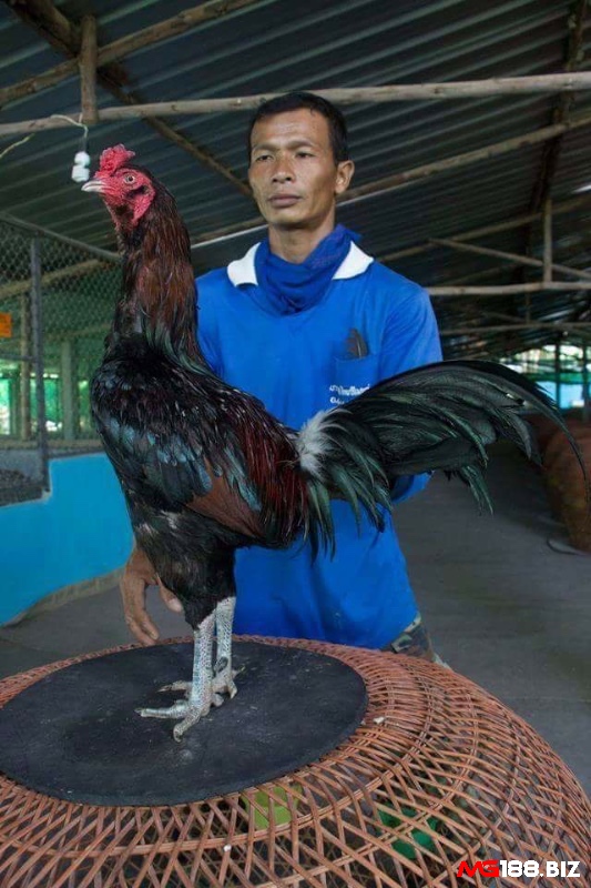 luật đá gà thomo