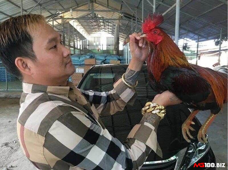 luật đá gà thomo