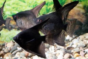 Giải mã giấc mơ thấy cá màu đen: Ý nghĩa và điềm báo bất ngờ