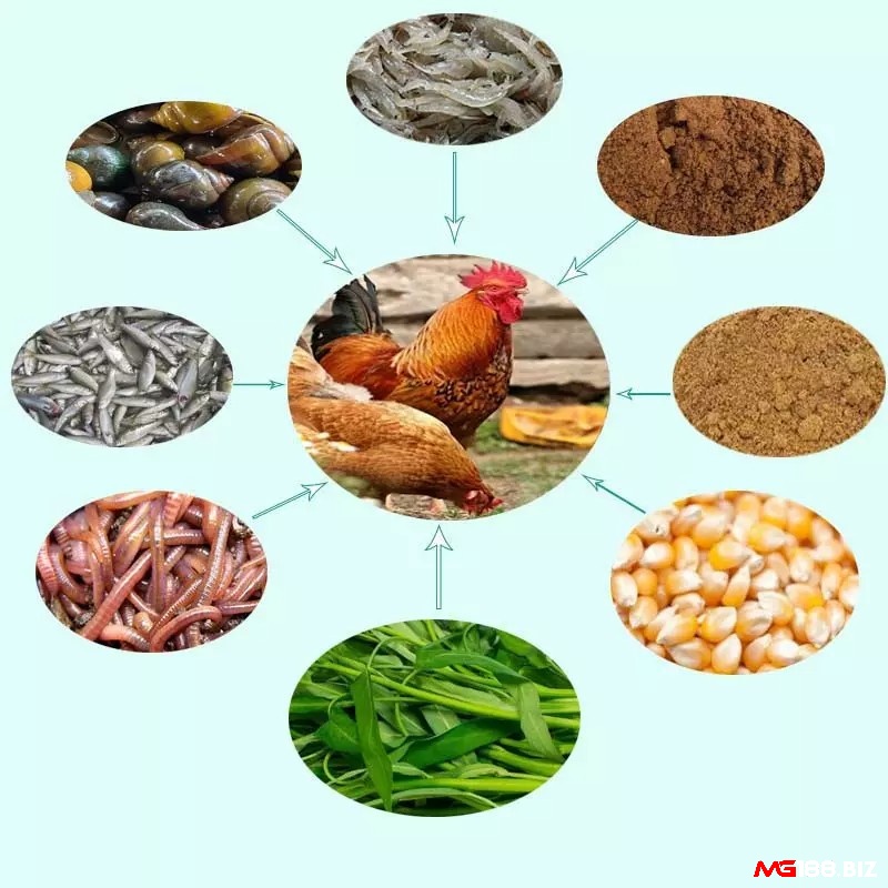 Kết hợp ngũ cốc, rau xanh và thảo dược – bí quyết bồi bổ sức chiến đấu.