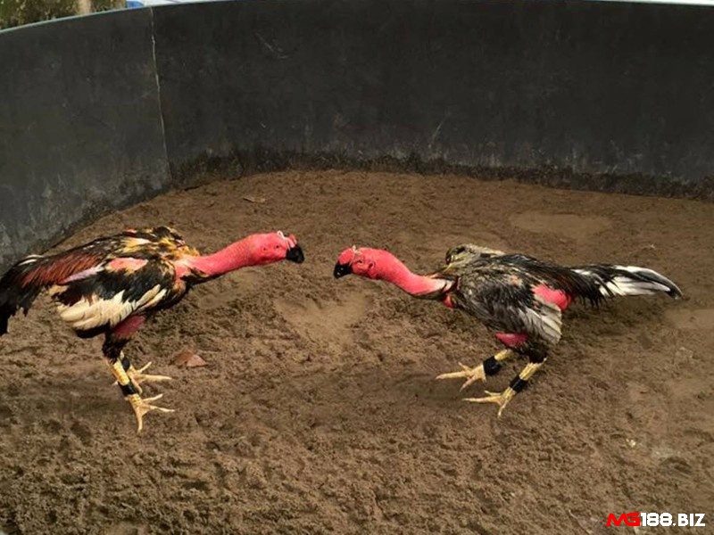 Chế độ “tăng lực” đặc biệt trước thi đấu để gà đạt phong độ đỉnh cao