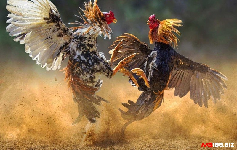 Cách ly, điều trị đúng thuốc, chăm sóc kỹ lưỡng để gà phục hồi nhanh chóng