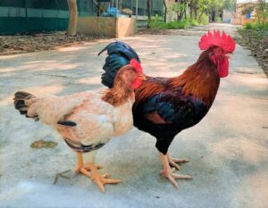 Kỹ thuật nuôi gà đá toàn diện: Từ a đến z cho người mới bắt đầu