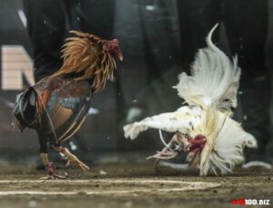 Đá gà cựa dao Philippines: Tìm hiểu nguồn gốc, văn hóa đá gà