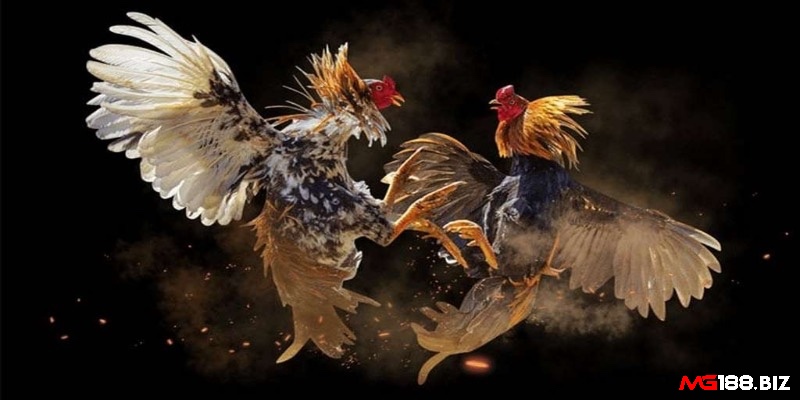 Người Philippines tổ chức đá gà cựa dao ‘Sabong’ với gà được gắn cựa dao thép sắc bén, tạo nên các trận đấu kịch tính và hấp dẫn