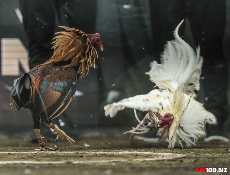 Cùng mg188 khám phá đá gà cựa dao philippines chuẩn xác nhé