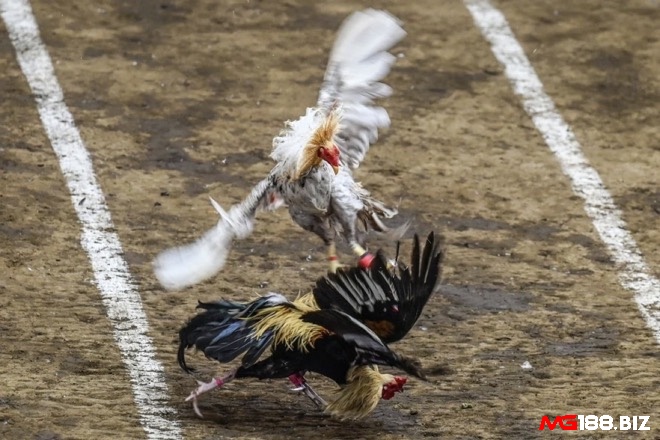 Người Philippines xem đá gà cựa dao ‘Sabong’ như một di sản văn hóa, gắn liền với lễ hội và niềm tự hào về dòng gà quý