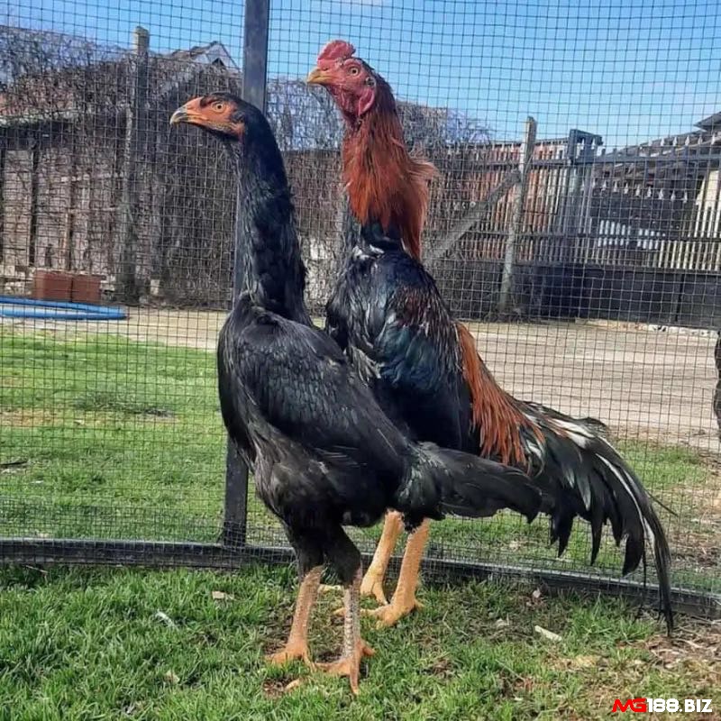 Người Philippines lai tạo các giống gà như Asil, Shamo, Sweater, Hatch, Kelso để tạo ra chiến kê mạnh mẽ, nhanh nhẹn và có kỹ năng chiến đấu vượt trội