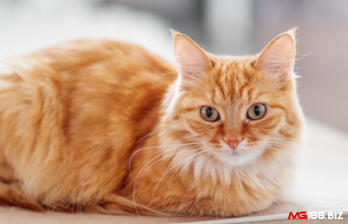 Giấc mơ thấy mèo vàng là điềm báo mang đến tài lộc và may mắn với bạn