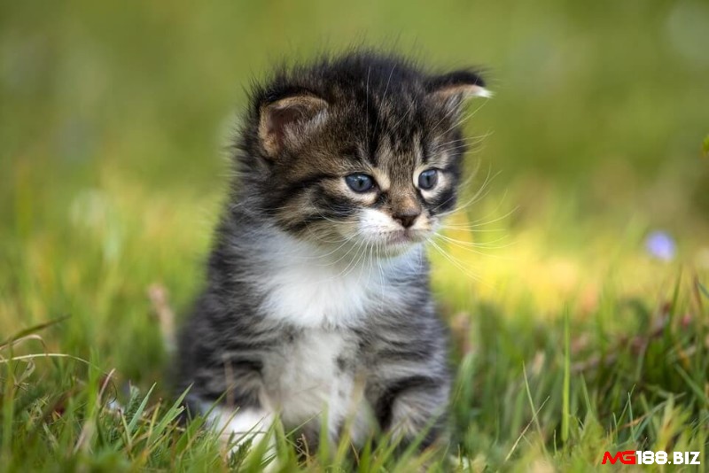 Mơ thấy mèo con là điềm báo về niềm vui cùng sự khởi đầu mới với bạn