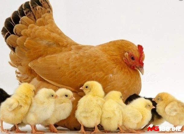 Giải mã giấc mơ thấy gà đẻ trứng rồi nở thành đàn gà con phản ánh thành quả đã bắt đầu hiện hữu