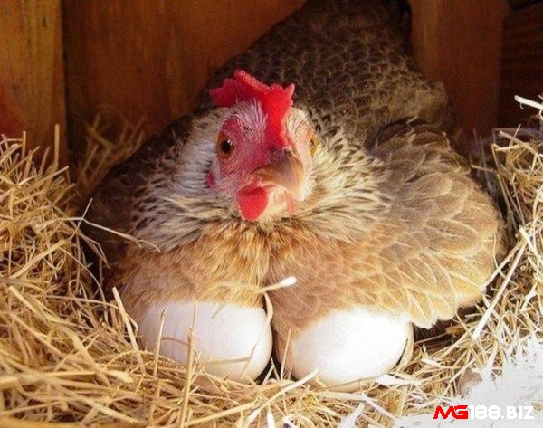 GIải mã giấc mơ thấy gà đẻ trứng đánh số mấy?