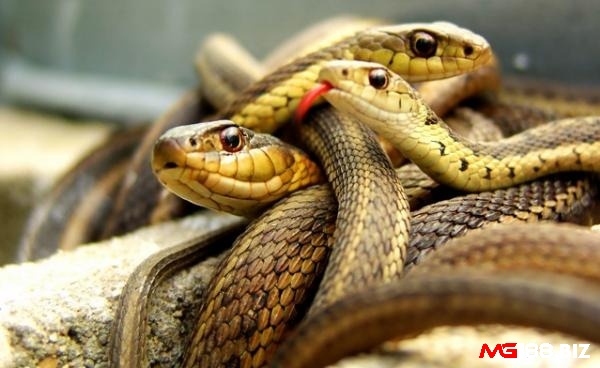 Giấc mơ thấy nhiều rắn là điềm báo gì mang đến cho bạn nhiều con số may mắn mỗi ngày