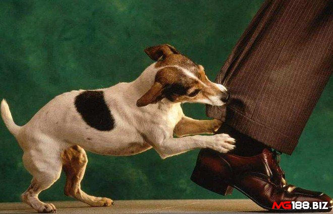 Giấc mơ thấy chó cắn vào chân thể hiện cho những rào cản làm các mục tiêu của bạn bị chậm lại