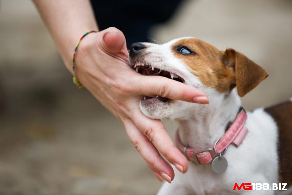 Giải mã giấc mơ thấy chó cắn đánh lô đề con gì và các điềm báo liên quan